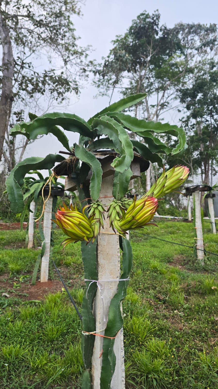 Finca Tropical Dragon Fruits