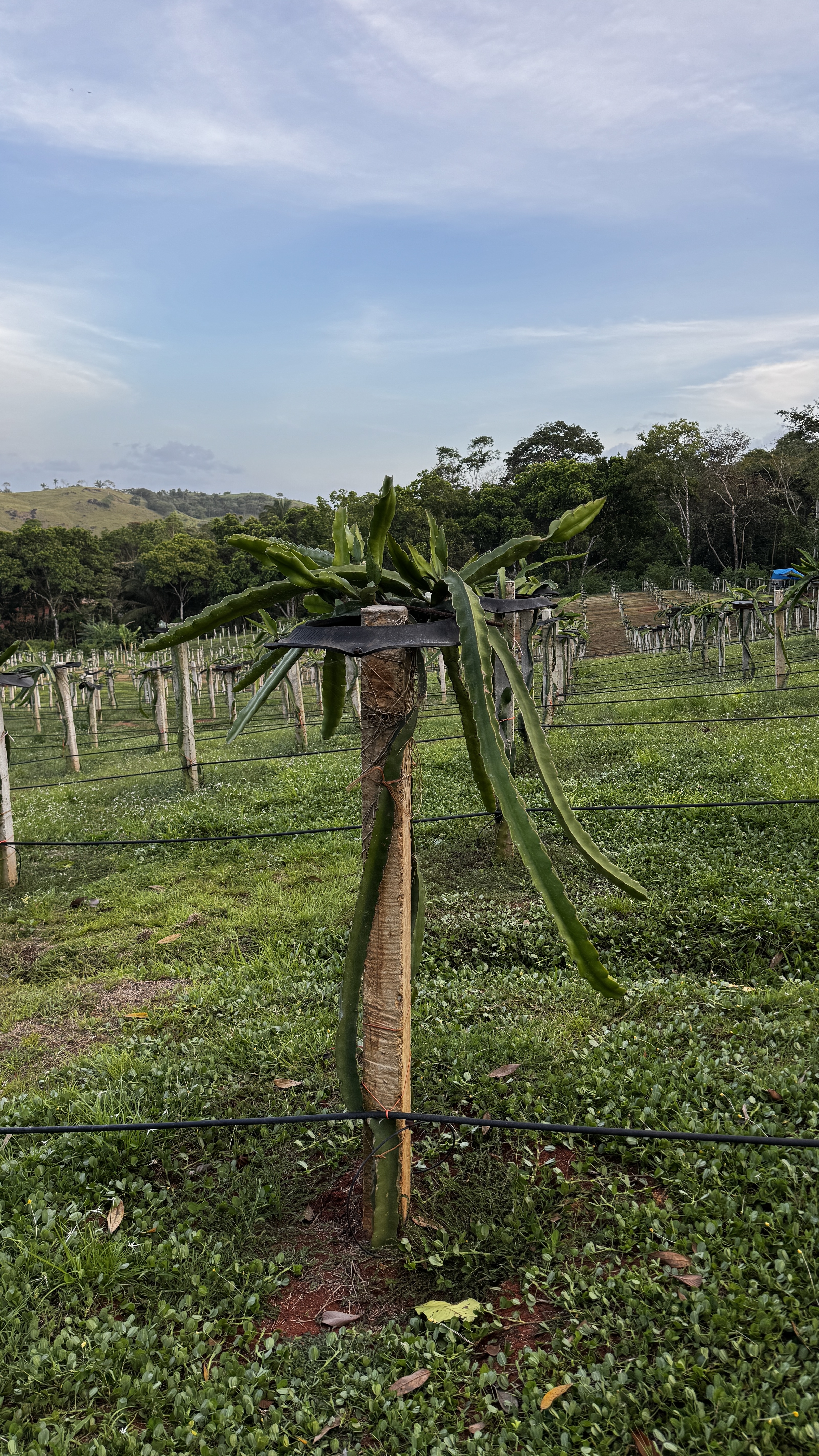 Pitahaya en la finca