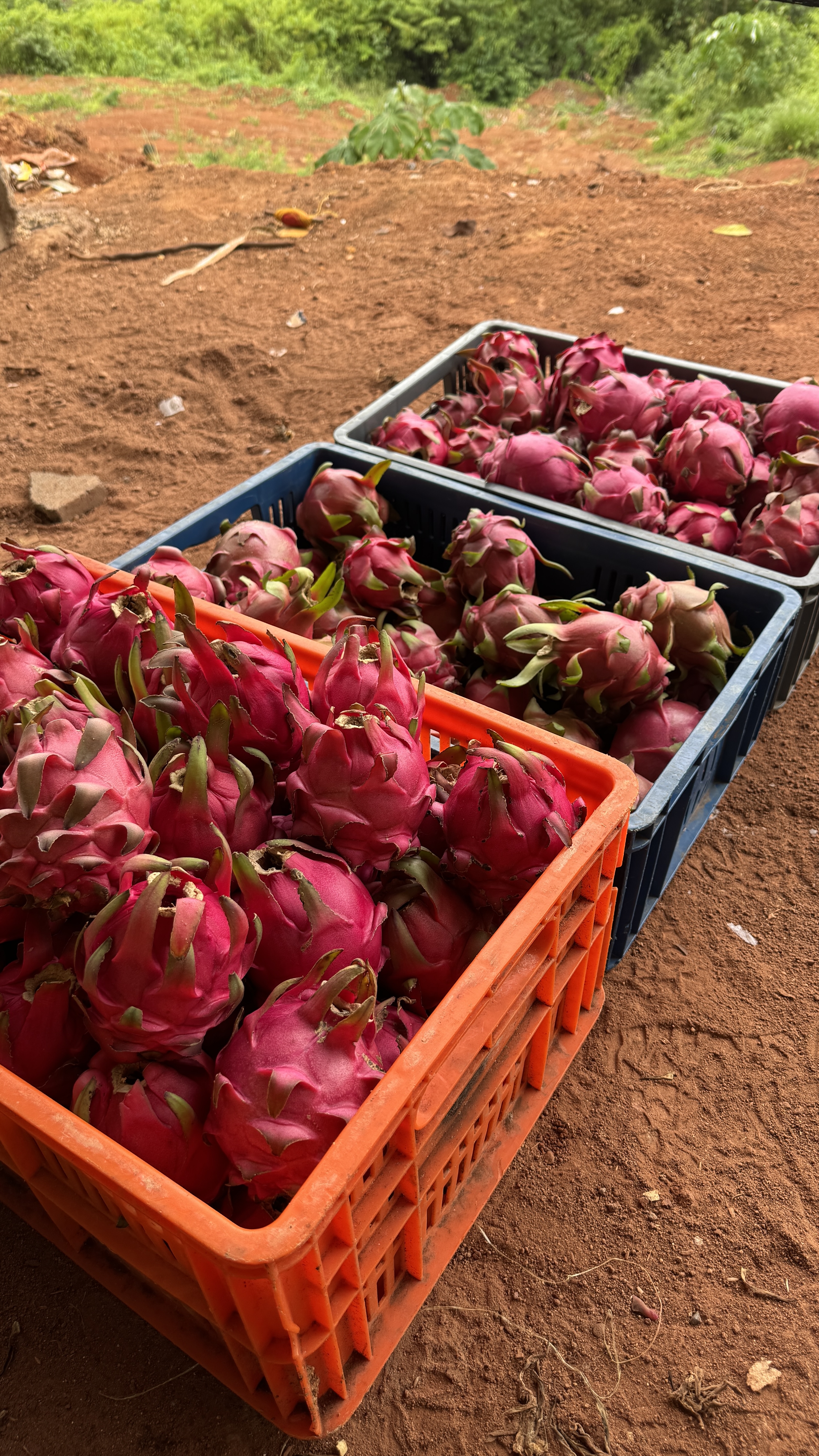 Cosecha de pitahaya
