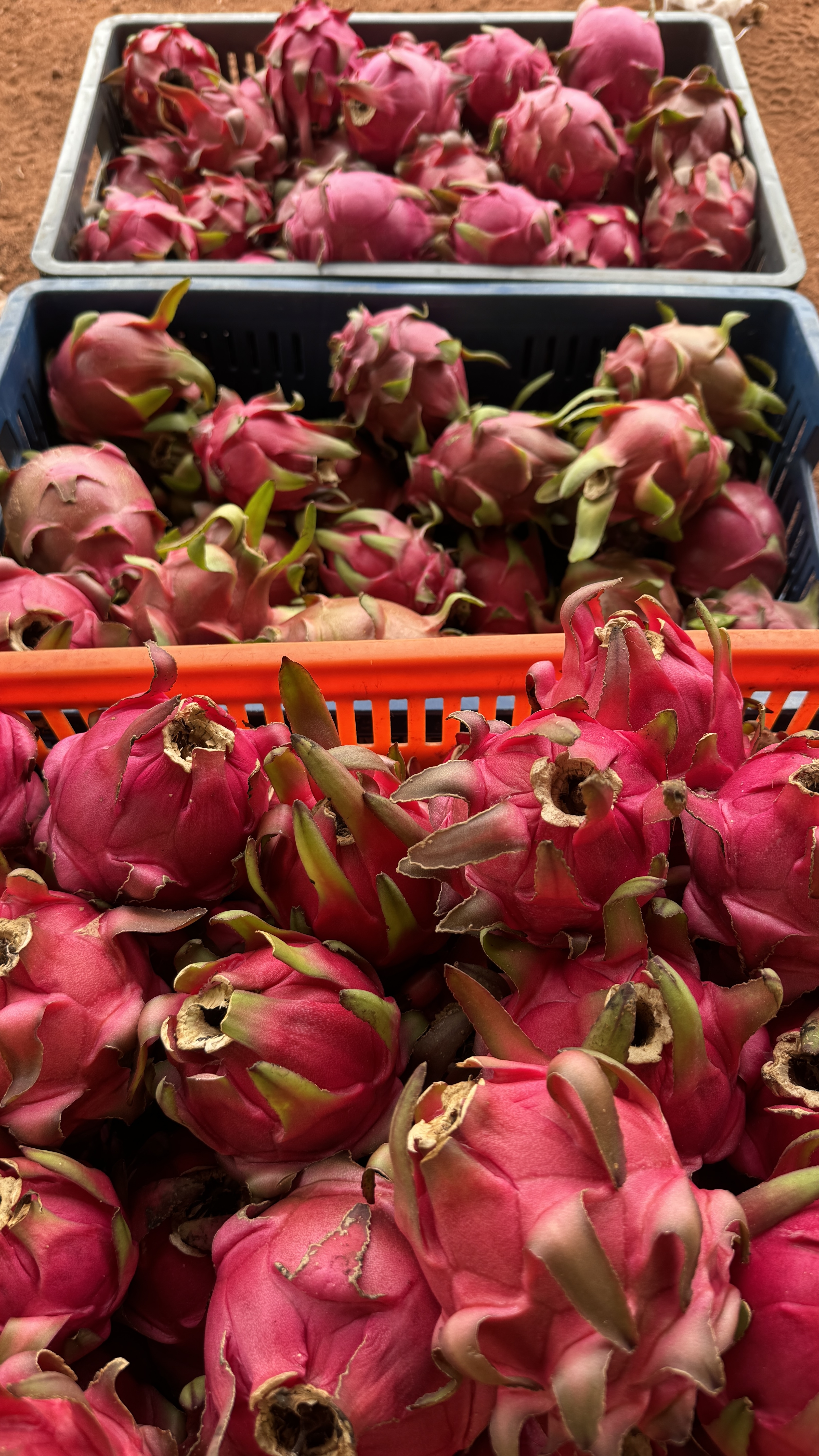 Pitahaya fresca cosechada